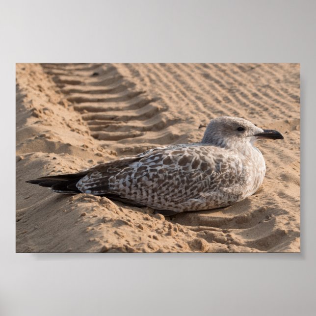 Juvenile Herring Gull Poster (Framsidan)