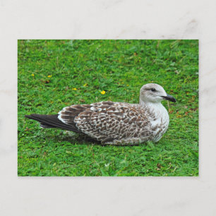Juvenile Herring Gull Vykort