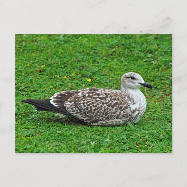 Juvenile Herring Gull Vykort (Framsida)