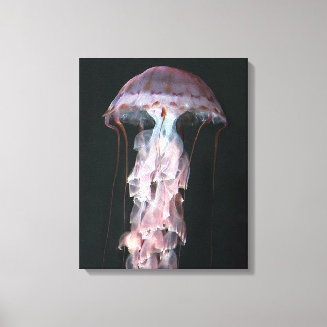 Juvenile jellyfish, Chrysaora (Pelagia) Canvastryck (Framsida)