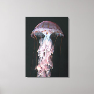 Juvenile jellyfish, Chrysaora (Pelagia) Canvastryck