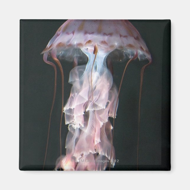 Juvenile jellyfish, Chrysaora (Pelagia) Magnet (Framsidan)