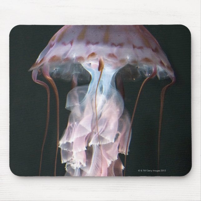 Juvenile jellyfish, Chrysaora (Pelagia) Musmatta (Framsidan)