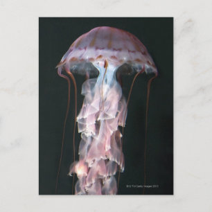 Juvenile jellyfish, Chrysaora (Pelagia) Vykort