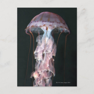Juvenile jellyfish, Chrysaora (Pelagia) Vykort