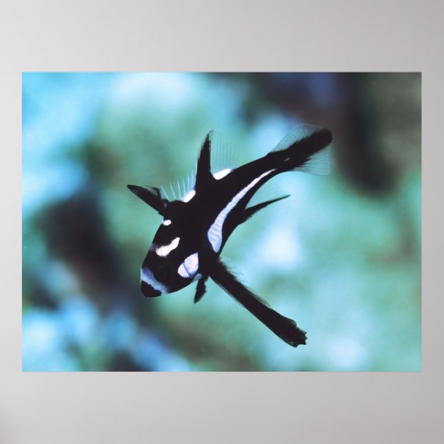 Juvenile Midnight Snapper Poster (Framsidan)