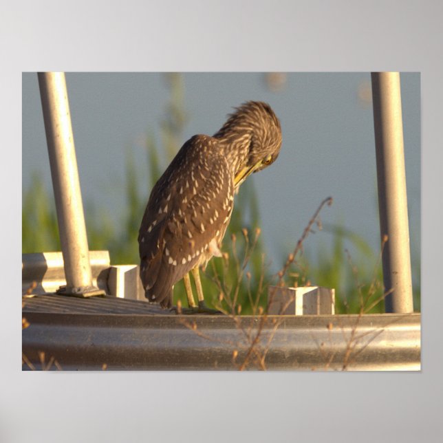 Juvenile Night Heron Photo Poster (Framsidan)