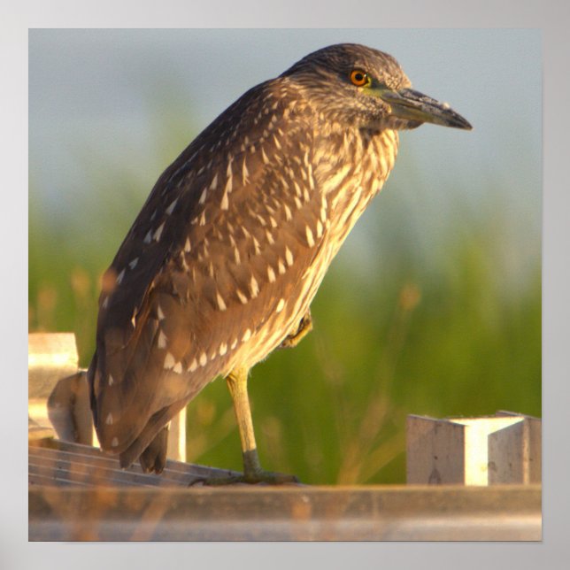 Juvenile Night Heron Photo Poster (Framsidan)