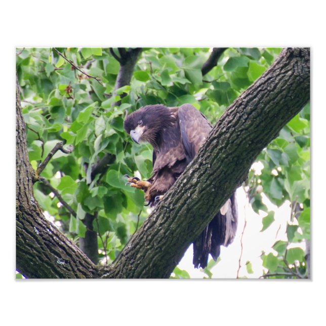 Juvenile Örn Fototryck (Framsidan)