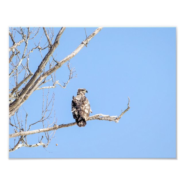Juvenile Örn Fototryck (Framsidan)