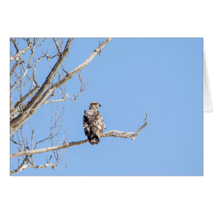 Juvenile Örn Hälsningskort