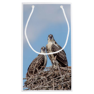 Juvenile Osprey i boet