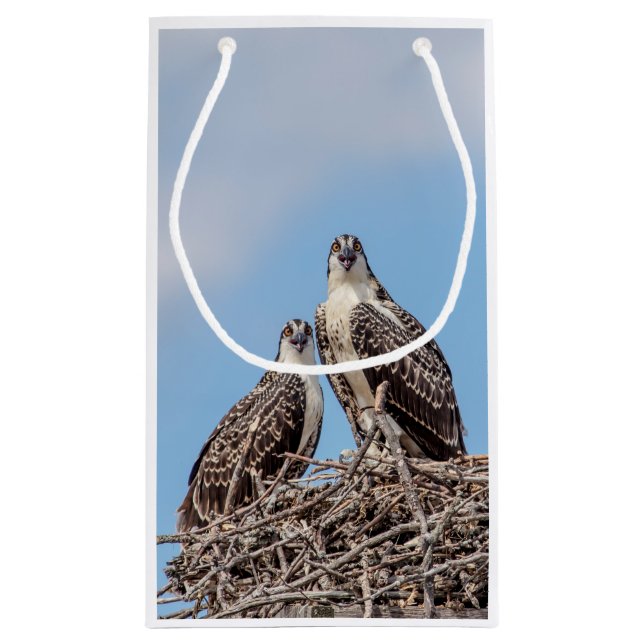 Juvenile Osprey i boet (Baksidan)