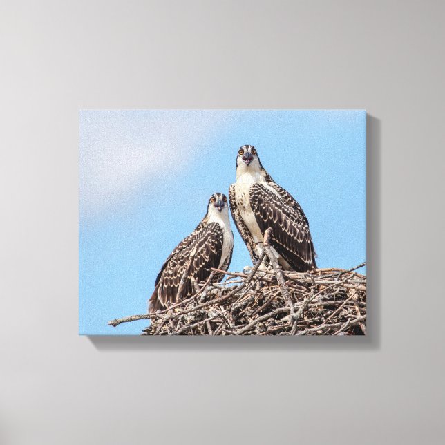Juvenile Osprey i boet Canvastryck (Framsida)