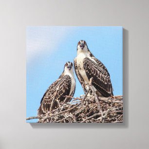 Juvenile Osprey i boet Canvastryck