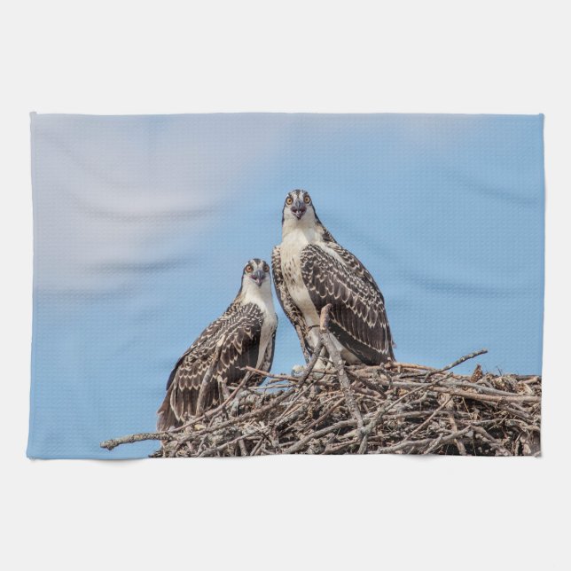 Juvenile Osprey i boet Kökshandduk (Horisontell)