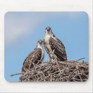 Juvenile Osprey i boet Musmatta