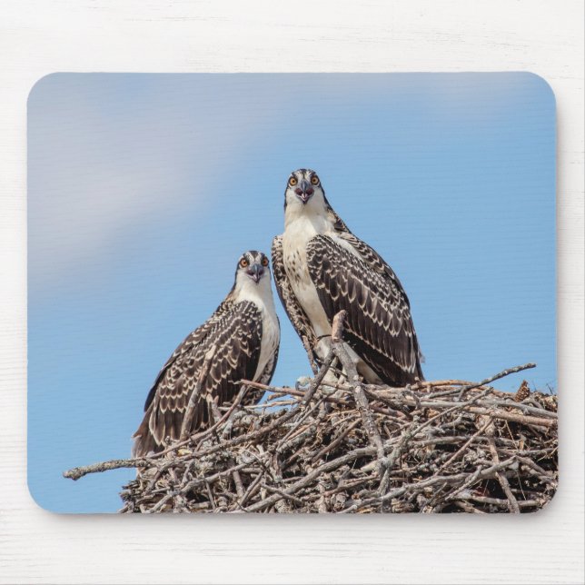 Juvenile Osprey i boet Musmatta (Framsidan)