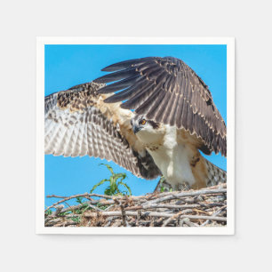 Juvenile Osprey i boet Pappersservett