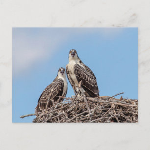 Juvenile Osprey i boet Vykort