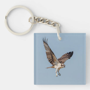 Juvenile Osprey under flygning