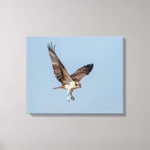 Juvenile Osprey under flygning Canvastryck