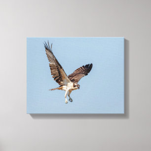 Juvenile Osprey under flygning Canvastryck