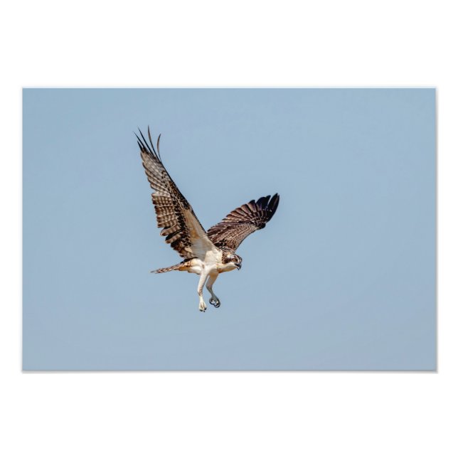 Juvenile Osprey under flygning Fototryck (Framsidan)