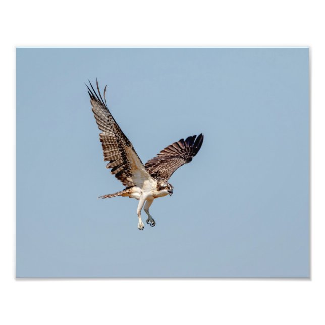 Juvenile Osprey under flygning Fototryck (Framsidan)