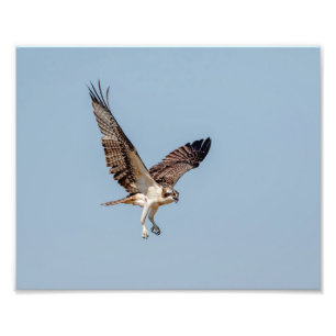 Juvenile Osprey under flygning Fototryck