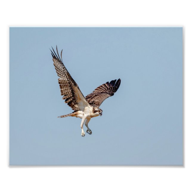 Juvenile Osprey under flygning Fototryck (Framsidan)