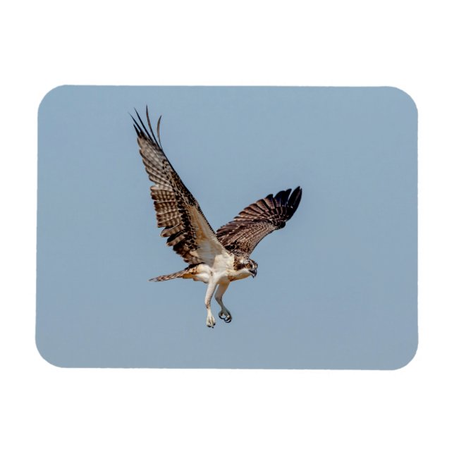 Juvenile Osprey under flygning Magnet (Horisontell)
