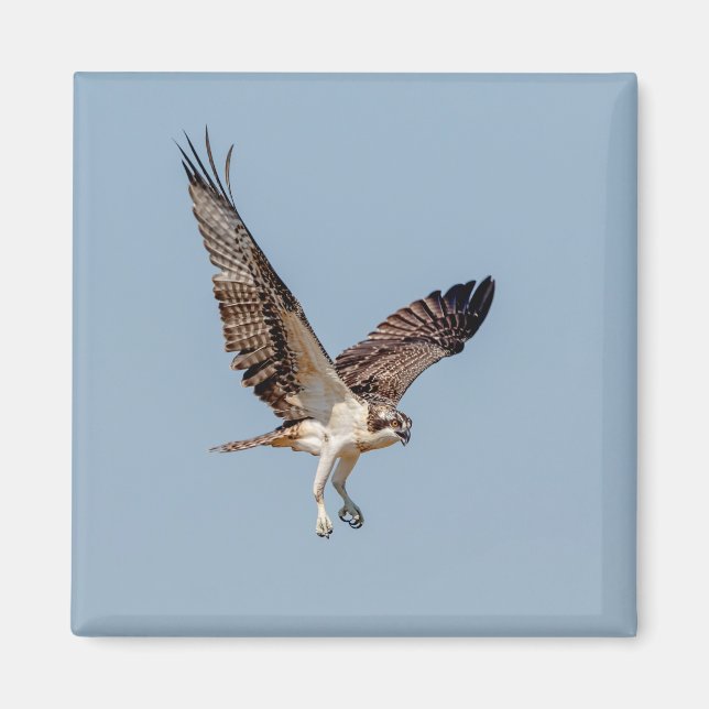 Juvenile Osprey under flygning Magnet (Framsidan)