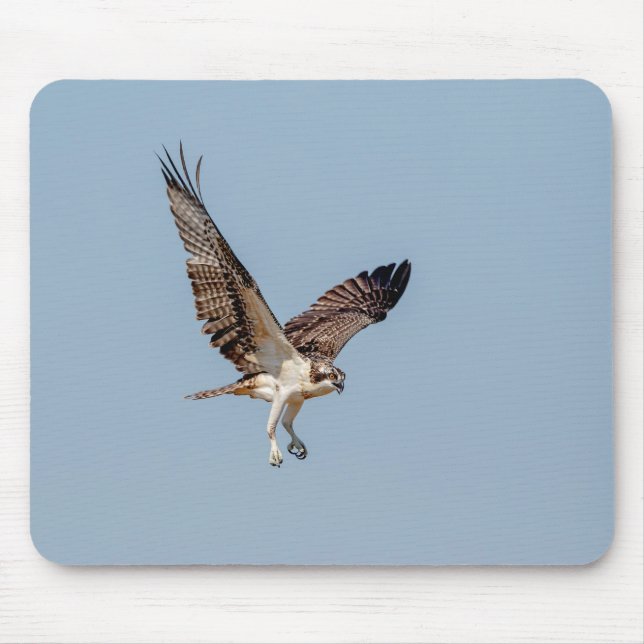 Juvenile Osprey under flygning Musmatta (Framsidan)