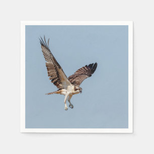 Juvenile Osprey under flygning Pappersservett