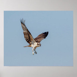 Juvenile Osprey under flygning Poster