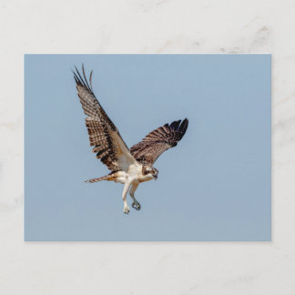 Juvenile Osprey under flygning Vykort