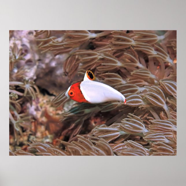 Juvenile Parrotfish Poster (Framsidan)