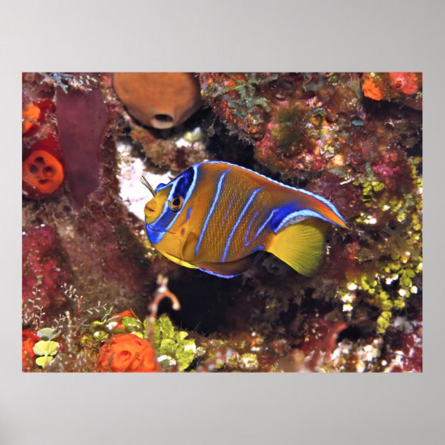 Juvenile Queen Angelfish Poster (Framsidan)