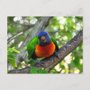 Juvenile Rainbow Lorikeet Vykort