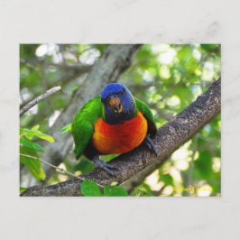 Juvenile Rainbow Lorikeet Vykort