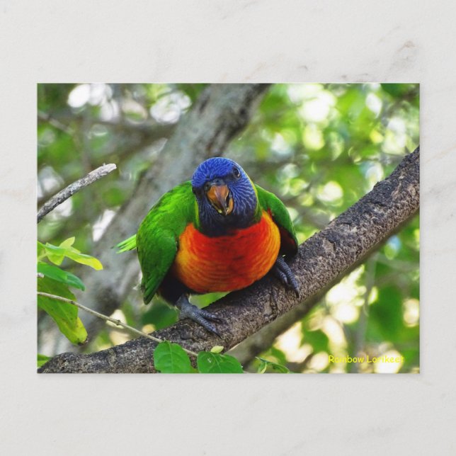 Juvenile Rainbow Lorikeet Vykort (Framsida)