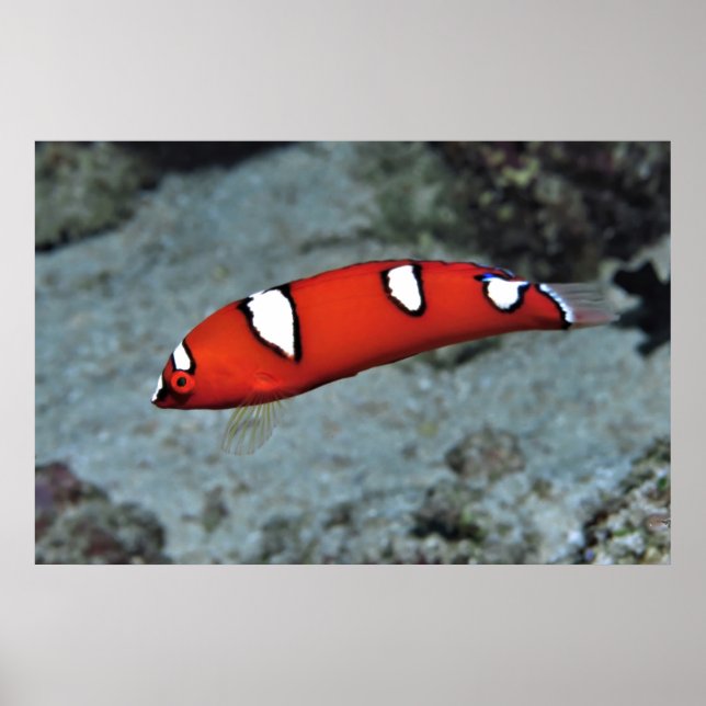 Juvenile Red Coris Poster (Framsidan)