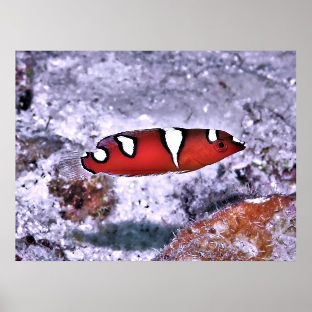 Juvenile Red Coris Wrasse Poster (Framsidan)