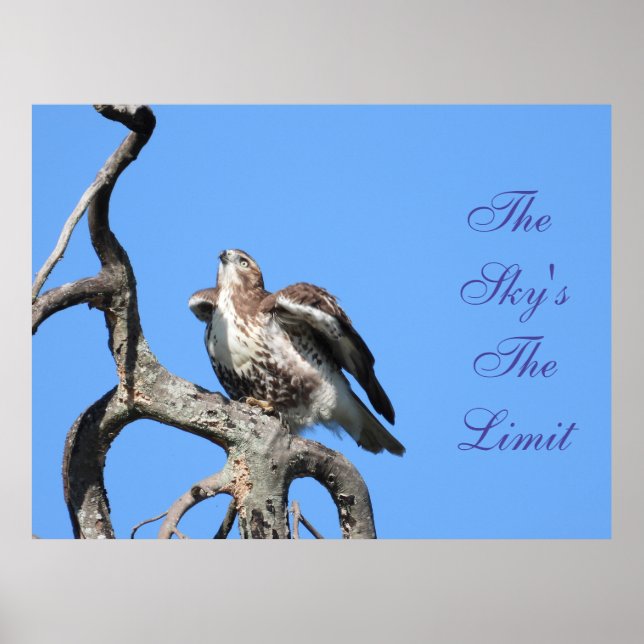 Juvenile Red Svan Hawk Motivational Poster (Framsidan)