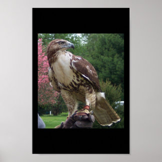 Juvenile Red Svan Hawk Poster