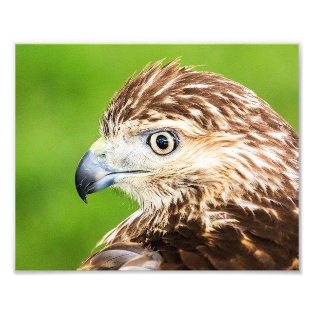 Juvenile Red TailHawk Fototryck (Framsidan)