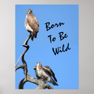 Juvenile Red Tails Hawk komposit Poster