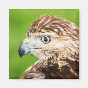Juvenile Red Tails Hawk Magnet