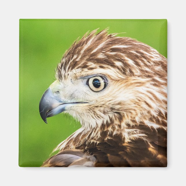 Juvenile Red Tails Hawk Magnet (Framsidan)